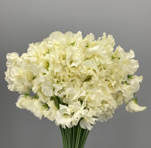 Sweet Pea Stella Cream