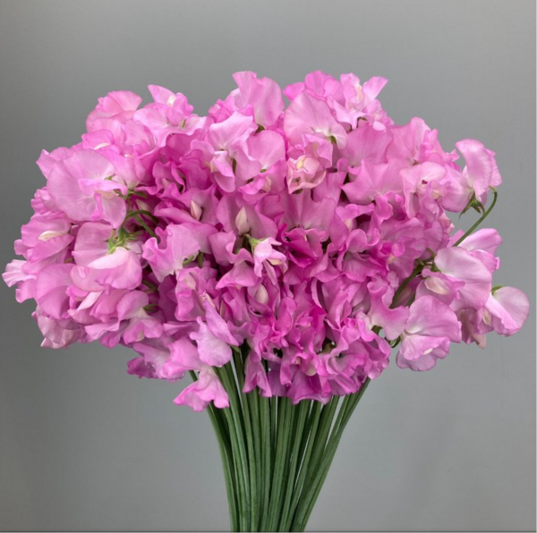 Sweet Pea Super Rose