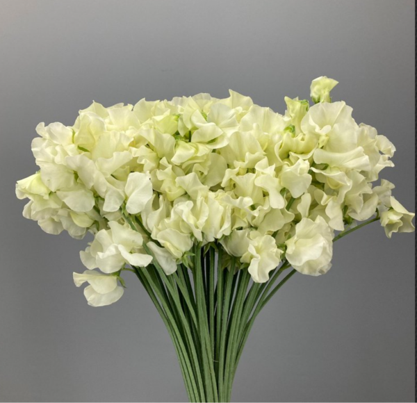 Sweet Pea Venera