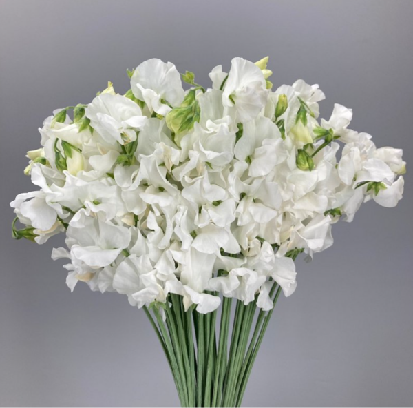 Sweet Pea Wedding White