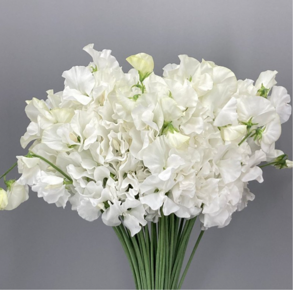 Sweet Pea White Lady