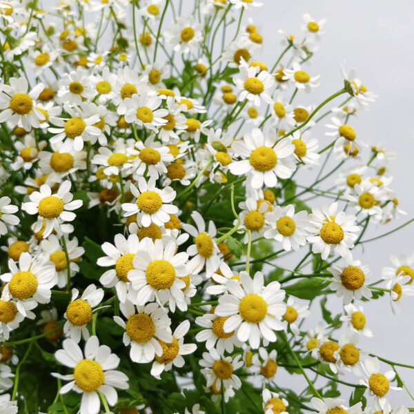 Feverfew Single Vegmo
