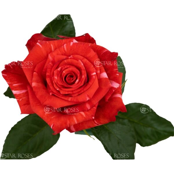 Rose Wild Cat