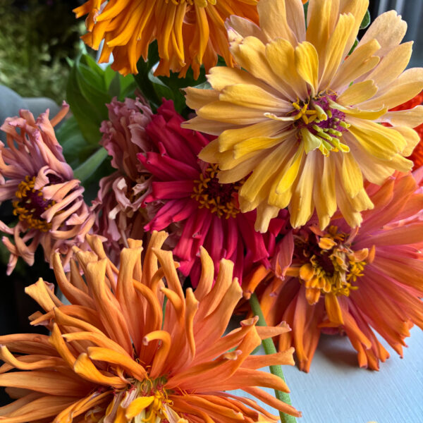 Zinnia Cresto Peaches n Cream - Eddy