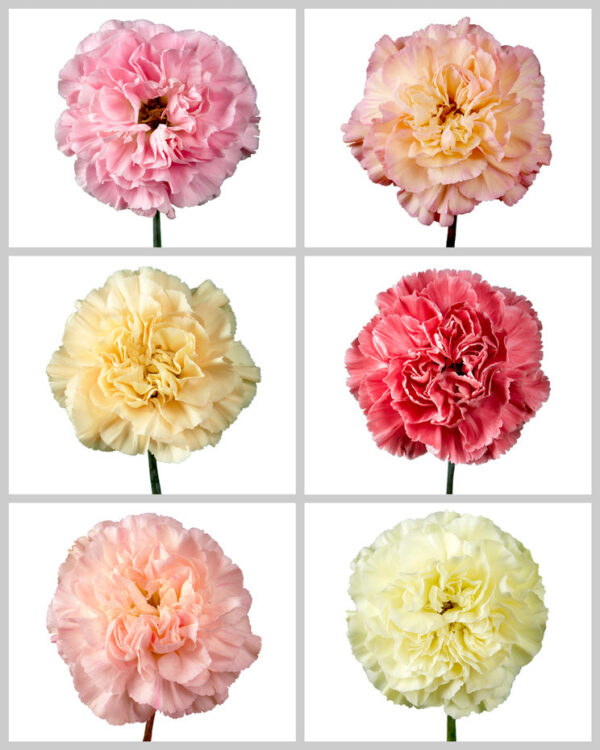 Carnation Minami Mix
