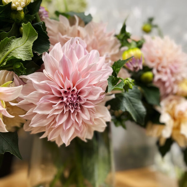 Dahlia Cafe Au Lait - XST