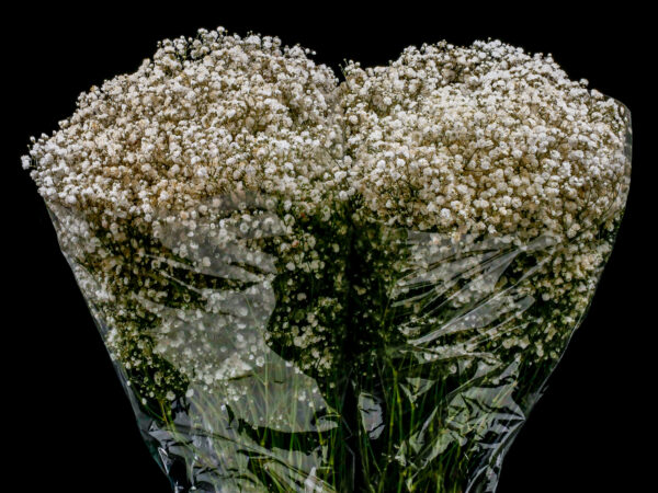 Gypsophila Xlence Gold Glitter