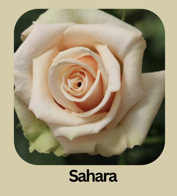 Rose Sahara - Eufloria