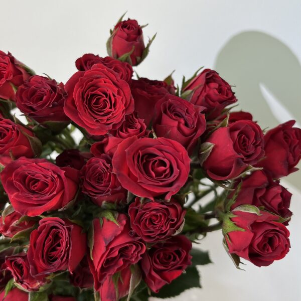 Rose Spray Red Mikado