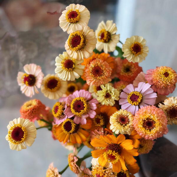 Zinnia Zinderella Peach - Eddy