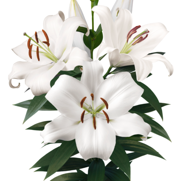 Lily Oriental Zambesi