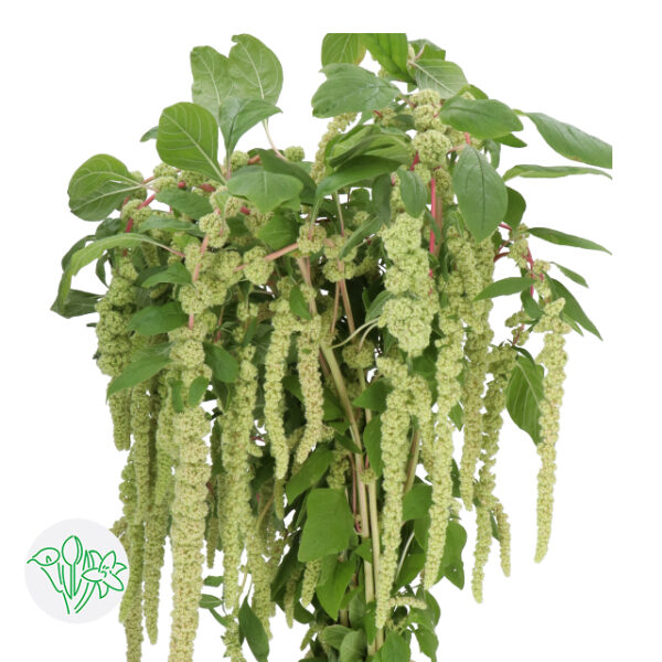 Amaranthus Hanging Green