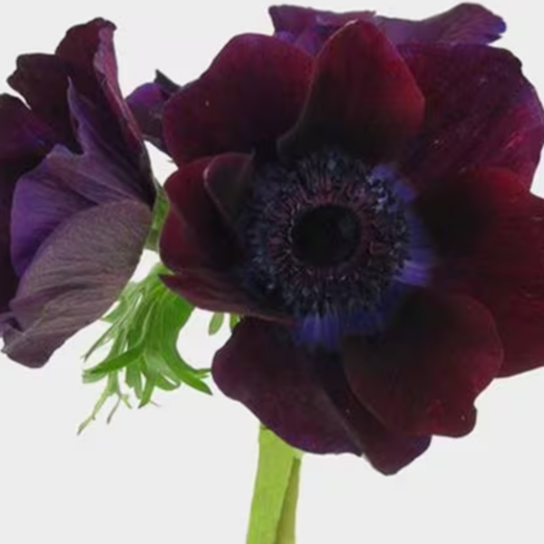 Anemone Mistral Black