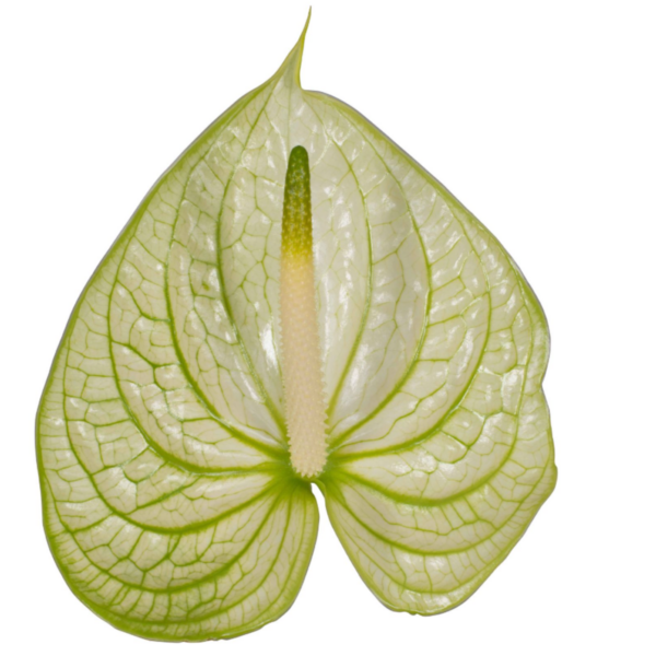 Anthurium Extase Classic