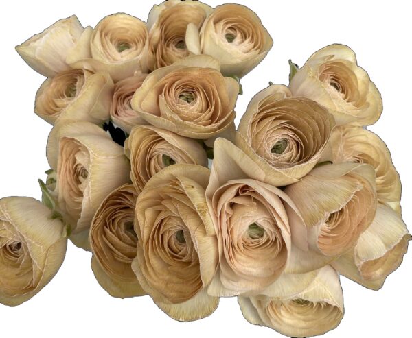 Ranunculus Dyed Champagne XL - Virgil