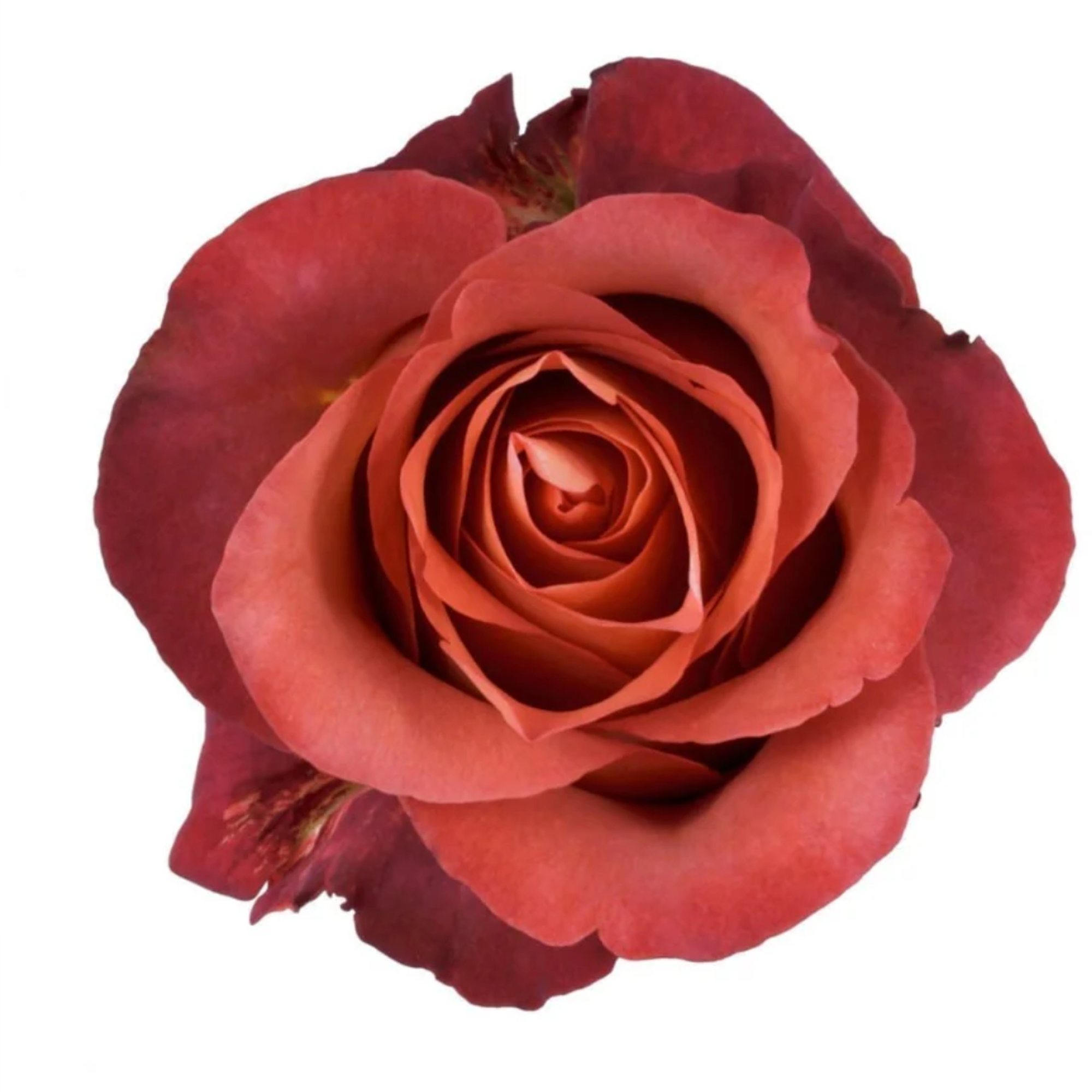 Rose Coffee Break – Floral Reserve