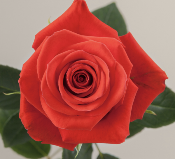 Rose Nina