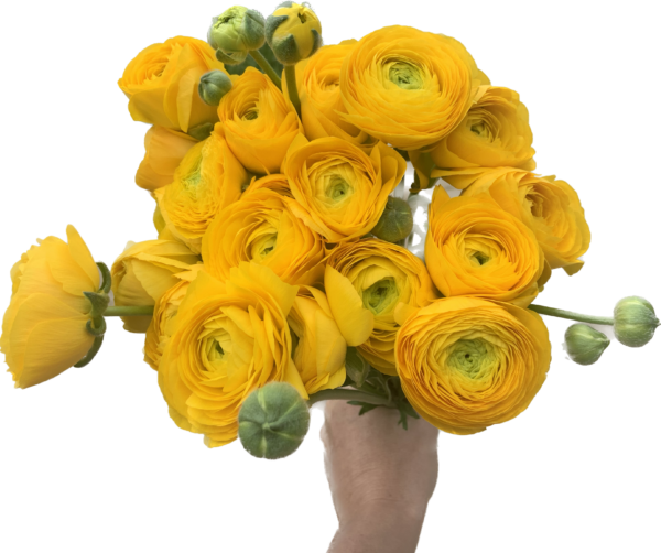 Ranunculus Yellow - Virgil