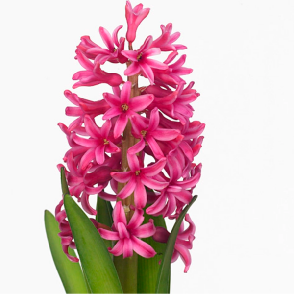 Hyacinthus Johanna