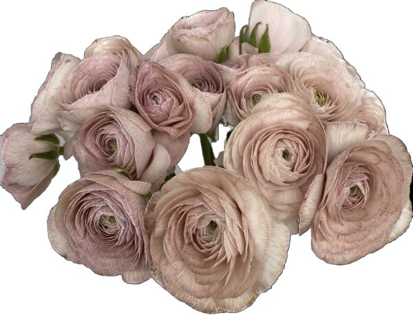 Ranunculus Dyed Antique Mauve XL - Virgil