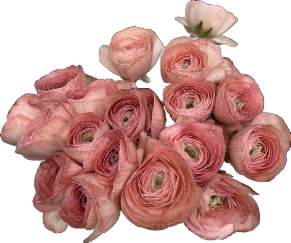 Ranunculus Dyed Coral XL - Virgil