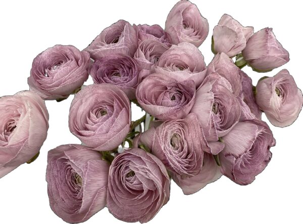 Ranunculus Dyed Lavender XL - Virgil