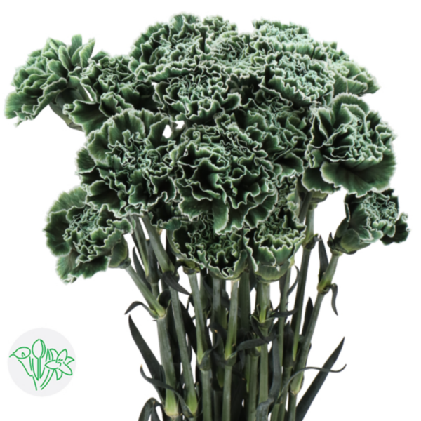 Carnation Dyed Gothic Green