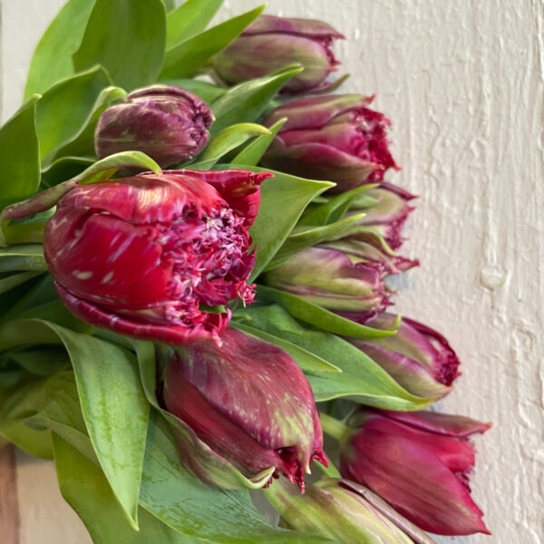 Tulip Mascotte Rouge Frilled