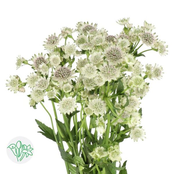 Astrantia Major Million Stars