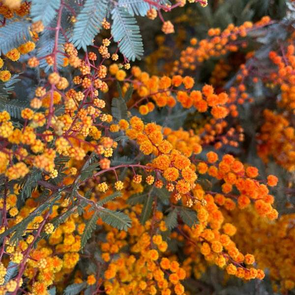 Acacia Floribundi Dyed Orange