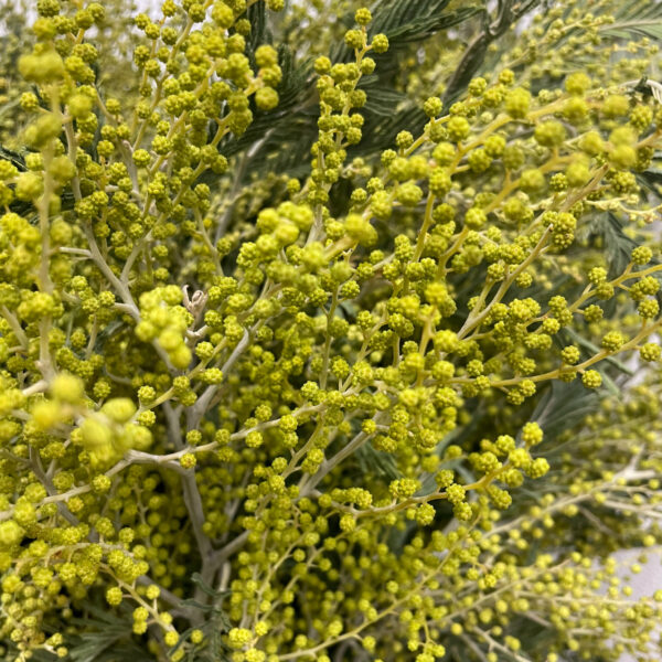 Acacia Foliage Tall