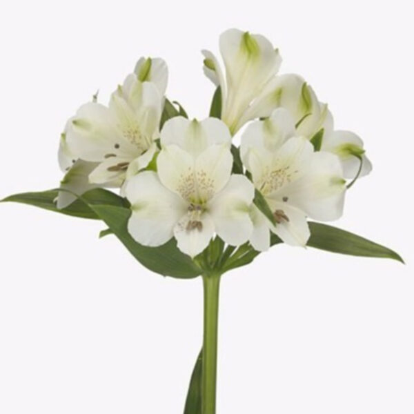 Alstroemeria Annabelle