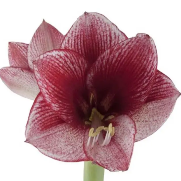 Amaryllis Maestro