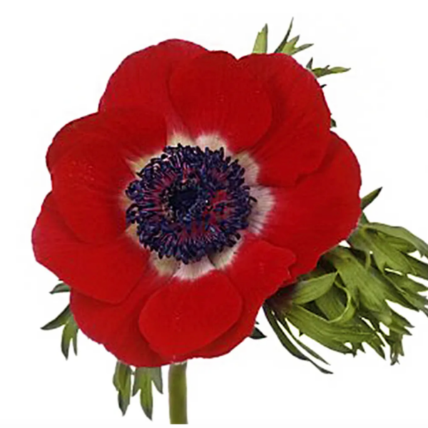 Anemone Galil Red