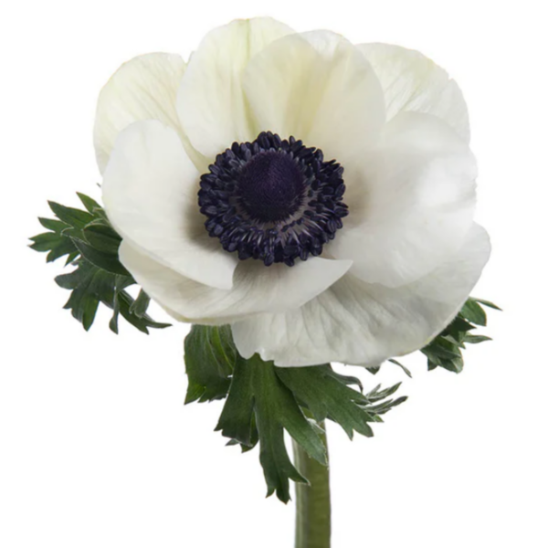 Anemone White