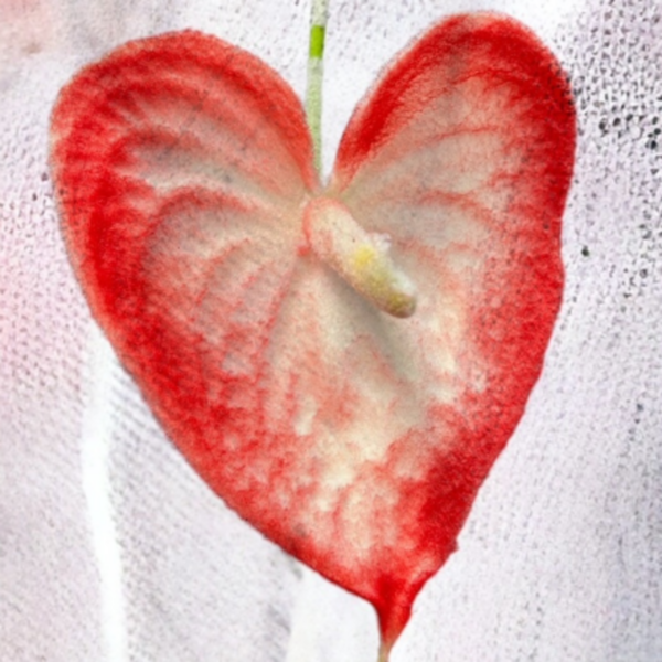 Anthurium Fluffy Love