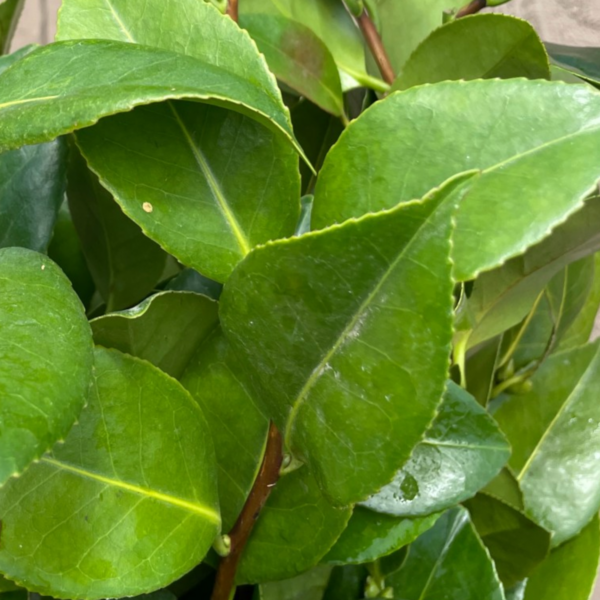 Camelia Leaf