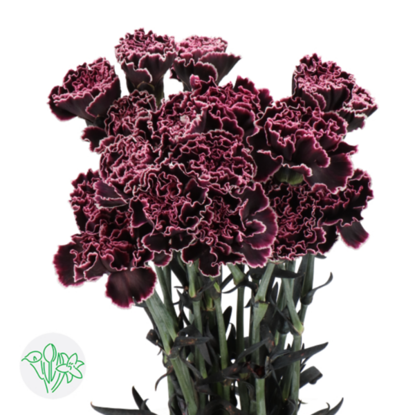 Carnation Dyed Gothic