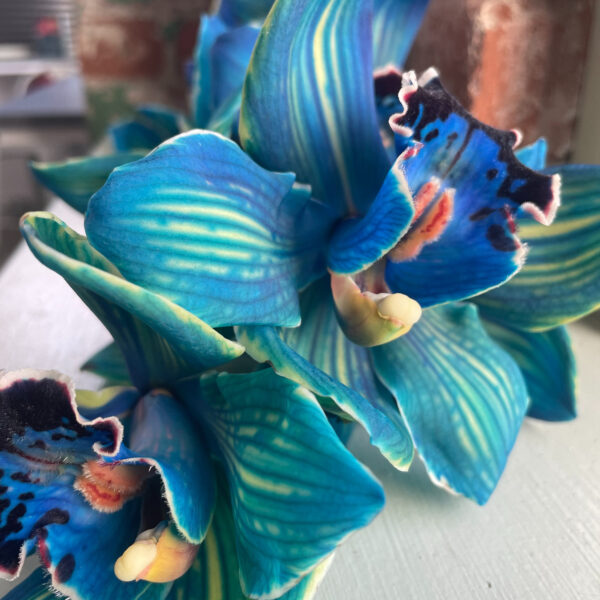 Cymbidium Dyed Deep Teal