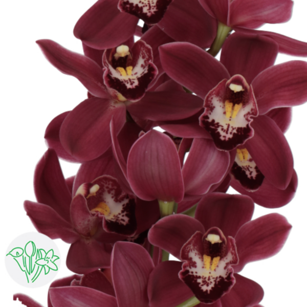 Cymbidium Mini Madelon