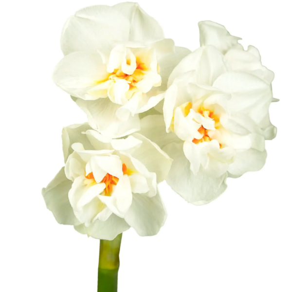 Daffodil Spray Abba