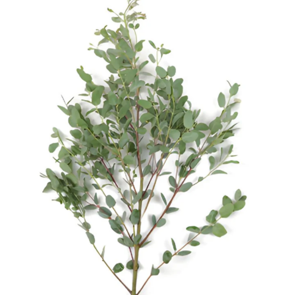 Eucalyptus Gunni