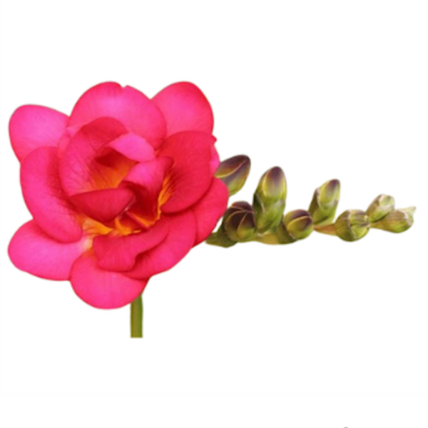 Freesia Dbl Red - Virgil