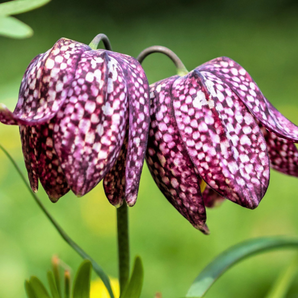 Fritillaria Meleagris