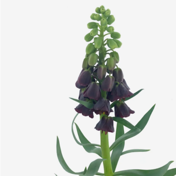 Fritillaria Persica