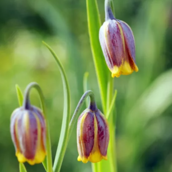 Fritillaria Uva-Vulpis