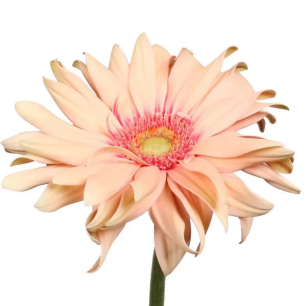 Gerbera Pasta Rosata