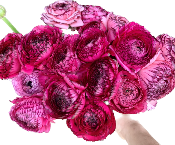 Ranunculus Gypsy Pink XL - Virgil