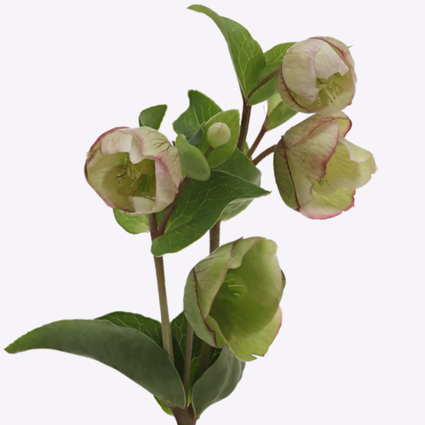 Helleborus Bella Belles