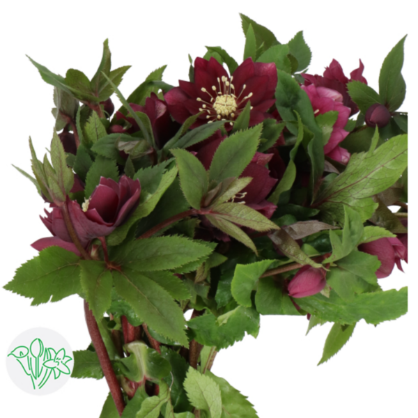 Helleborus Double Ellen Red